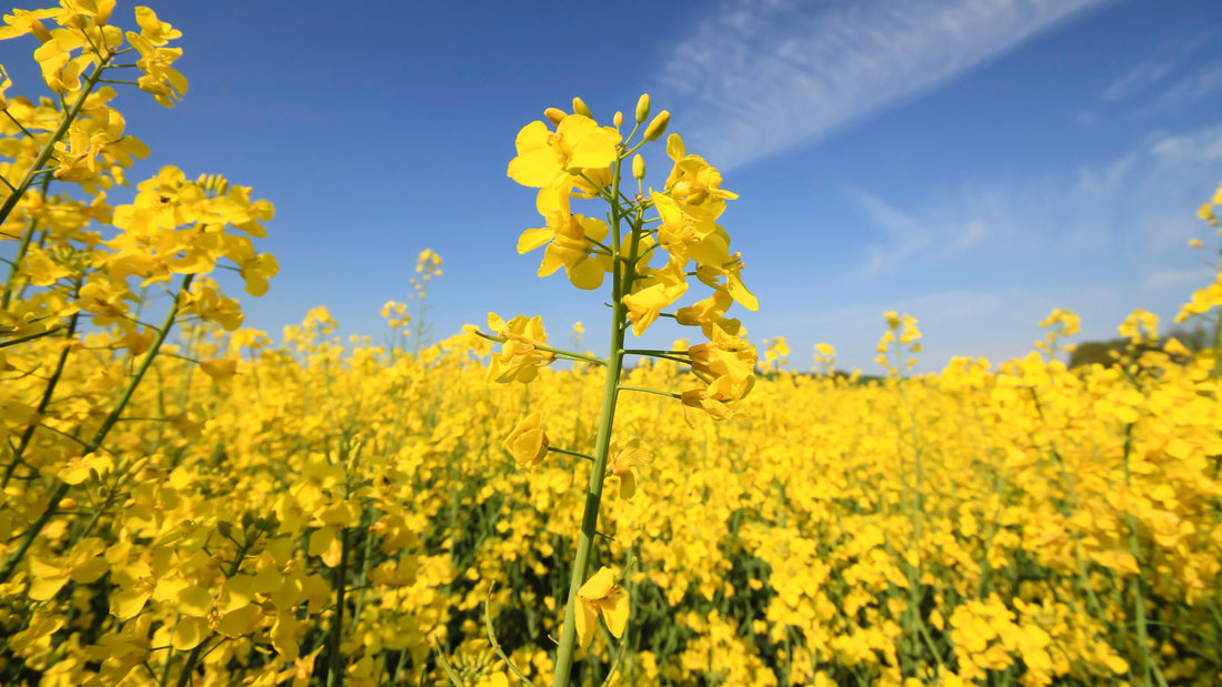 Beyond the Flame: Why Your Candle's Wax Matters for Your Home