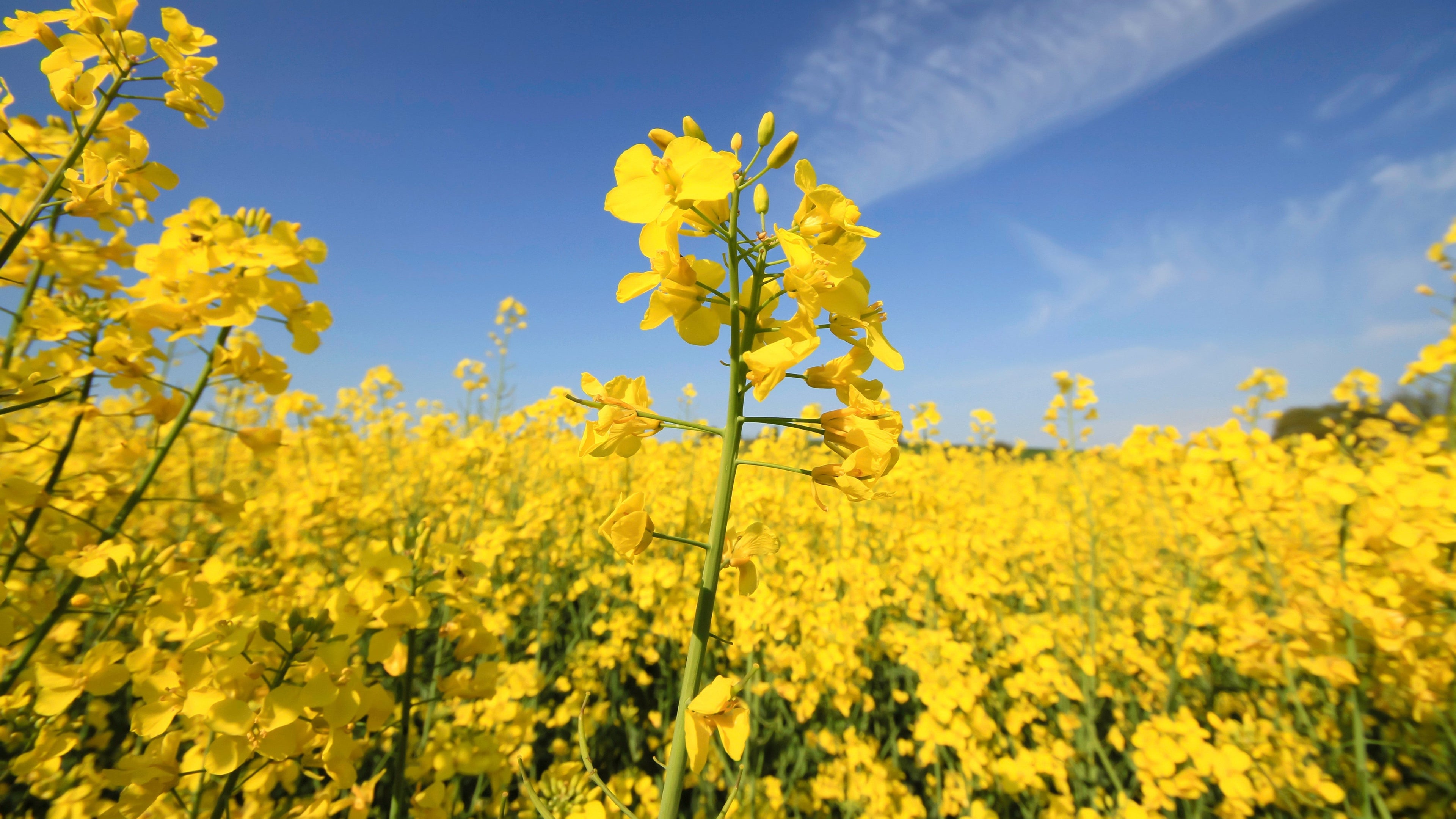 Beyond the Flame: Why Your Candle's Wax Matters for Your Home