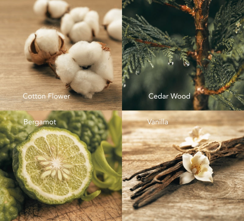 Scent composition collage for Pure Whisper candle showing cotton flower, bergamot, vanilla and white cedarwood.