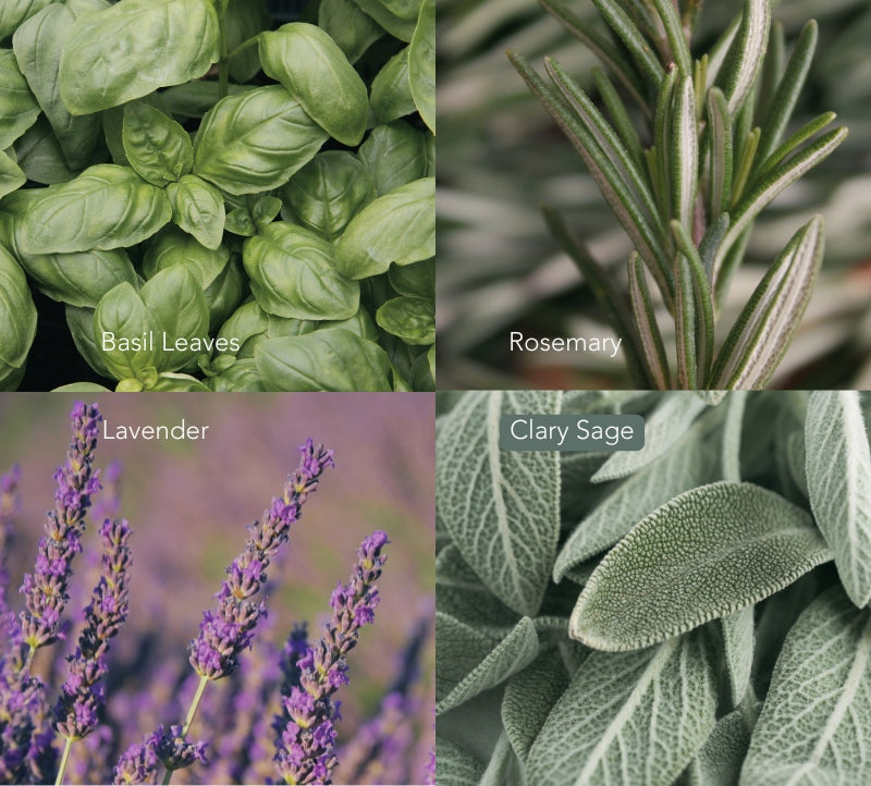 Scent composition collage for Herbal Sanctuary candle showing fresh basil leaves, clary sage, rosemary sprigs, and lavender flowers.