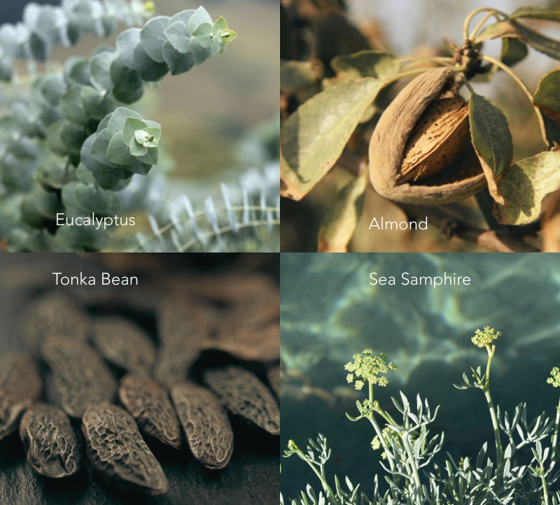Scent composition collage for Shoreline Memory candle showing almond, eucalyptus leaves, sea samphire and tonka bean. 